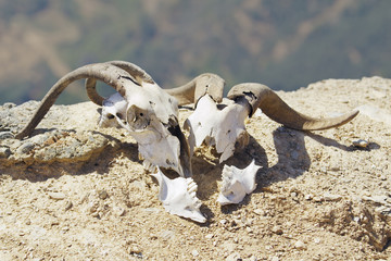 Zwei Schädelknochen, Schafe