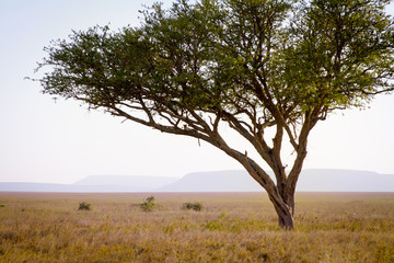 Fototapeta premium Leopard in a tree