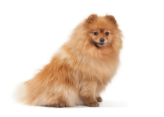 Pomeranian puppy on white background