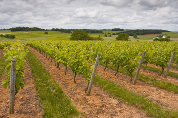 Fototapeta na wymiar Turquant vineyards