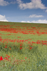 Wiltshire poppies