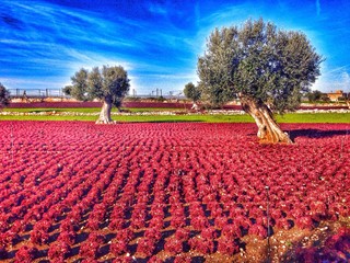 Puglia countryside landscape