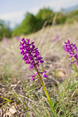 Obraz premium Little beauty