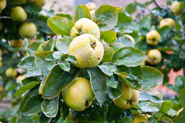 Quinces