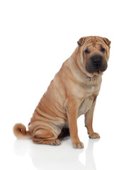 Beautiful Shar Pei Dog Breed