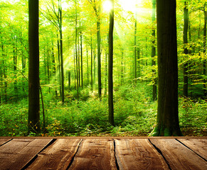 Fototapety  Świeży zielony las z promieniami słońca i drewnianą podłogą