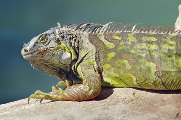 Leguan, Florida, Key West