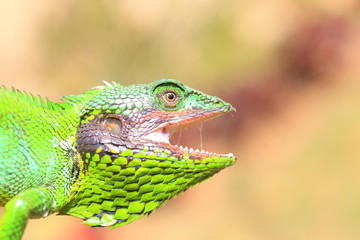 Black lipped Lizard    in Sri Lanka