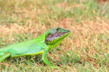 Black lipped Lizard    in Sri Lanka