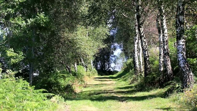 Sentier arbor&eacute;