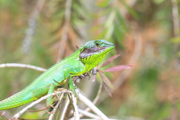 Black lipped Lizard    in Sri Lanka