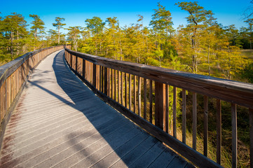 Bridge in a forest