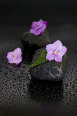 Fototapeta na wymiar Black stones with leaf, flower and water drops on black backgrou