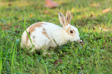 White brown rabbit  in the meadow