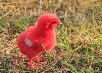 red  little chicken .