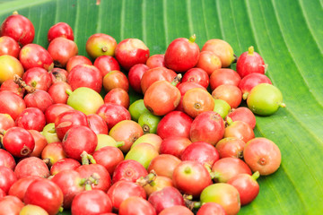 coffee tree with ripening