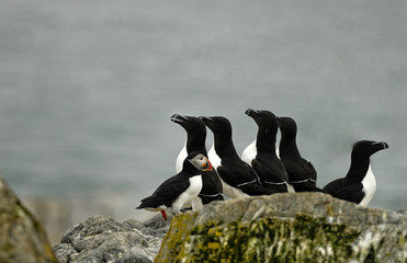 Atlantic Puffin and five razorbills