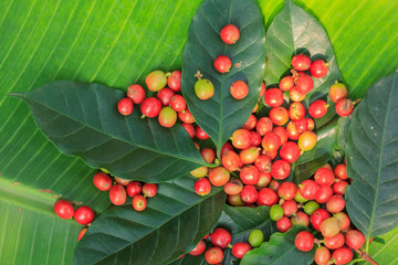 coffee tree with ripening