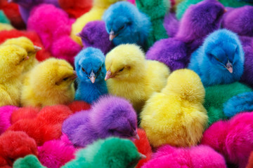 Color chicken © Masato