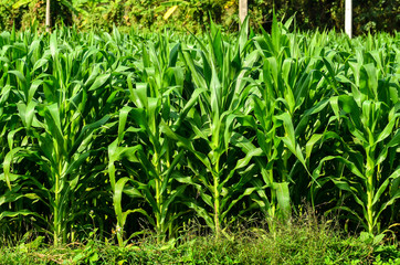 green field of corn