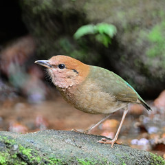 male Rusty-naped Pitta