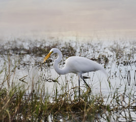 Great White Egret
