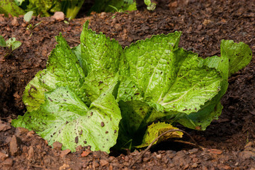 Chinese Mustard Green