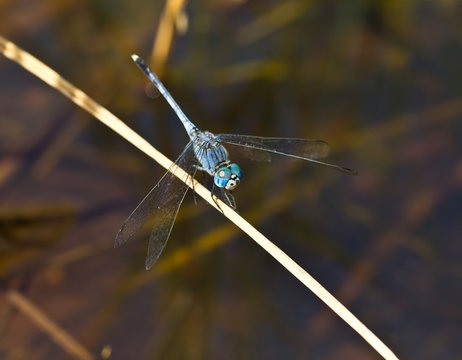 A blue dragonfly resting on a branch