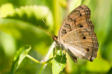 Fototapeta premium Beautiful butterfly in the meadow