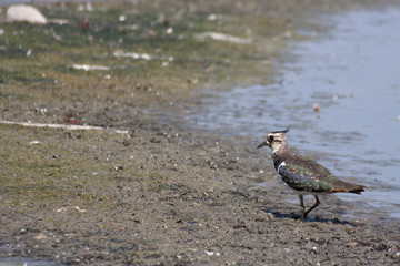 Fototapeta premium Lapwing in a swamp