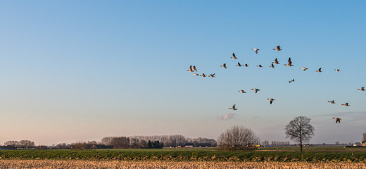 Geese at dusk flying low over a rural area