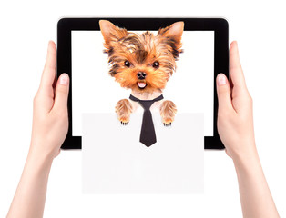 Obraz premium business dog holding banner on a tablet screen