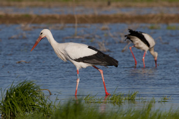 white stork in a swamp