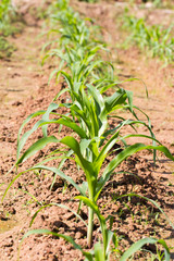 Fototapeta premium Rows of young corn plants on a moist field