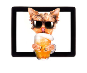 dog on tablet computer with beer
