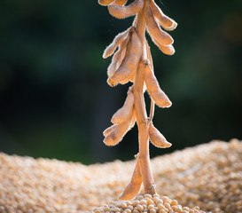 soybean