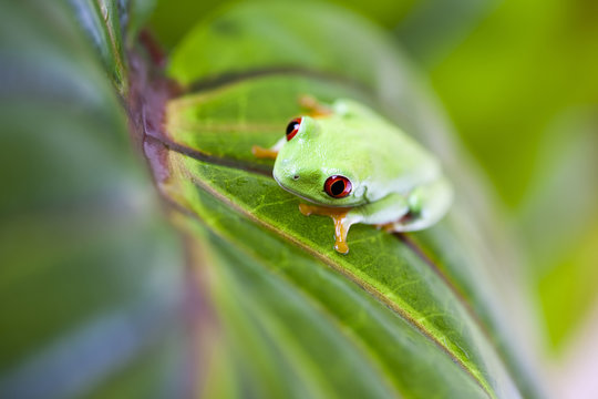  Red eye tree frog