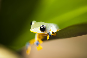 Flying Frog in the jungle