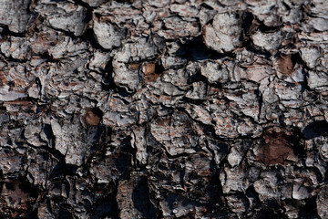 Dendrochronologie
