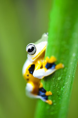 Exotic frog in indonesia