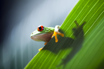 Frog shadow on the leaf 