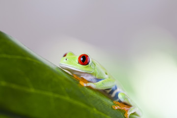 Red eye tree frog
