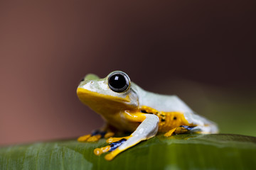 Exotic frog