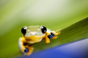 Exotic frog in indonesia