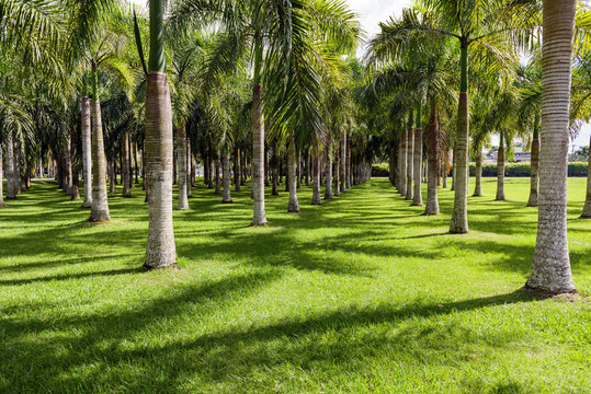 line of palm trees in the park