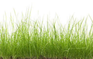 Green uncut grass