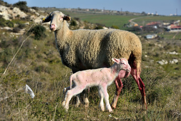 sheep giving birth in rural areas