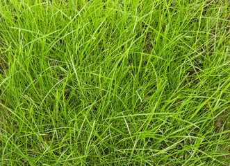 Unshorn green lawn closeup. Background, texture.