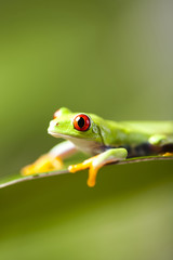  Frog on the leaf 