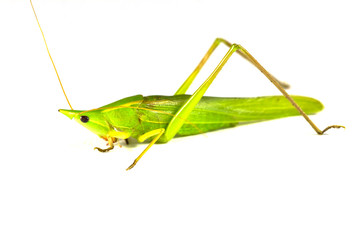 grasshopper from side on white background